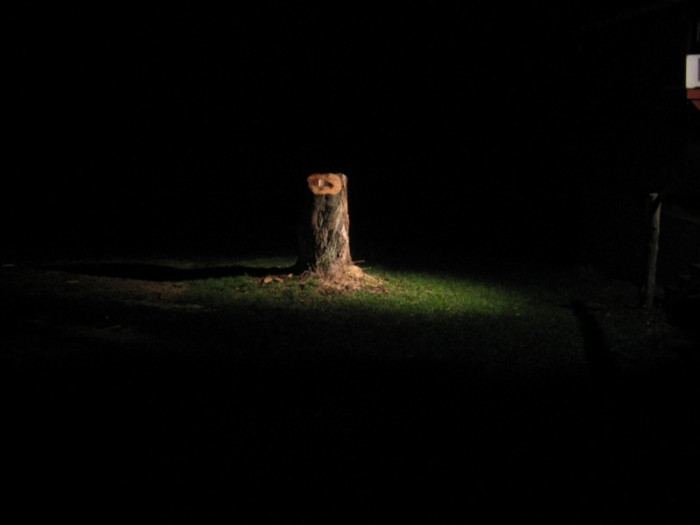 tree stump in dark
