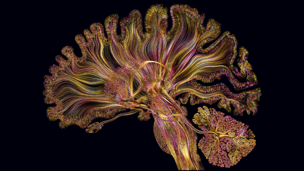 self-reflective cerebrum by Greg Dunn