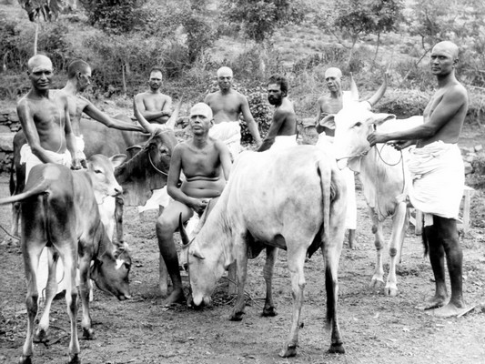 Ramana Maharshi with cattle
