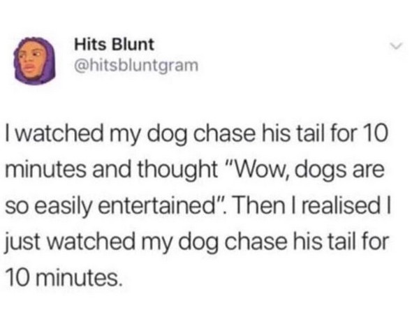dog chased his tail