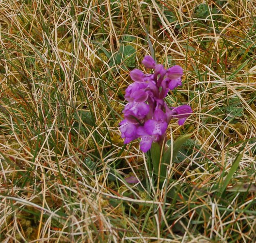 Connemara wild orchid photo by Tess Hughes