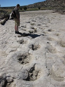 Apatosaurus tracks in volcanic rock