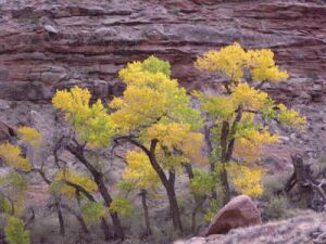 Canyon Lands cottonwoods. Photo by the author.