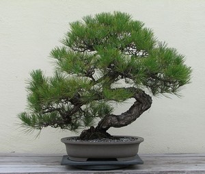Japanese Black Pine bonsai