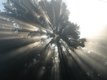 backlit tree