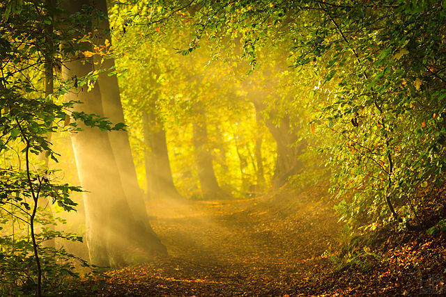 backlit tree