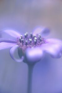 blue dreamer daisy