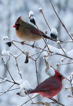 pair of cardinals