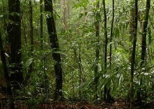 dense jungle thicket