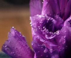 dewy purple flower