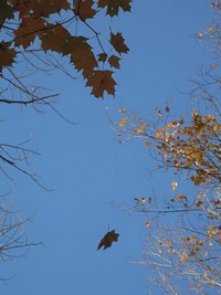 Falling Leaf from Wikimedia Commons
