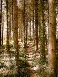 Path through Merlin's Woods, Ireland. Photo by Bob Fergeson.