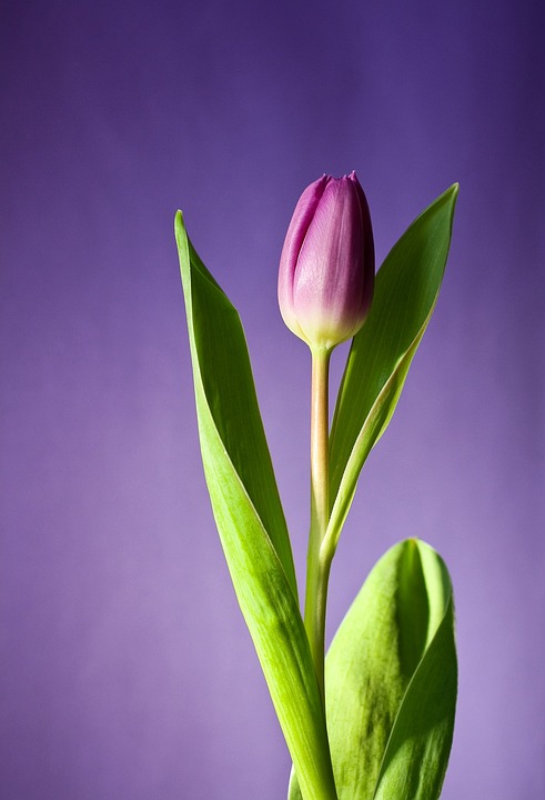 lilac tulip