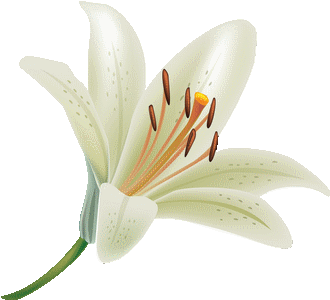 white lily