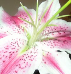 lily detail