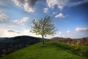 Lonely Tree.