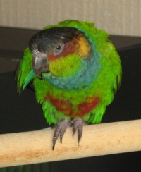 Kabir says, parrot-on-a-pole: who has caught you?