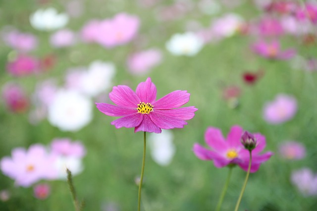 Flowers in a field