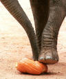 pumpkin under an elephant's foot