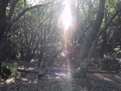 sunlit woods