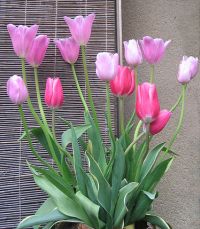 Tulips by Ogemaniac