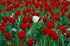 one white tulip in a field of red tulips