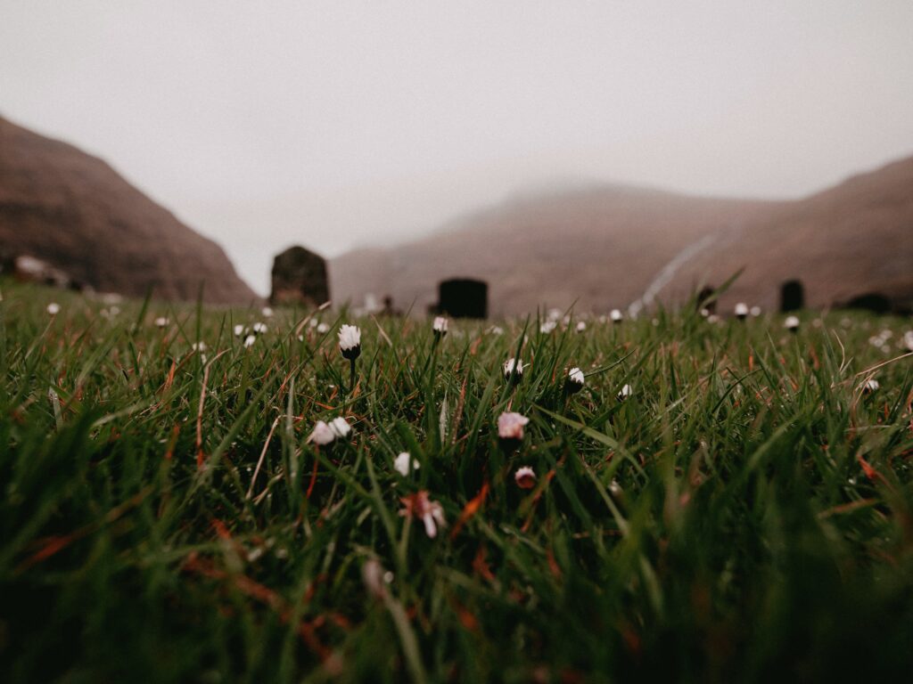 Daisies in grass in a misty graveyard with brown, indistinct hills around.